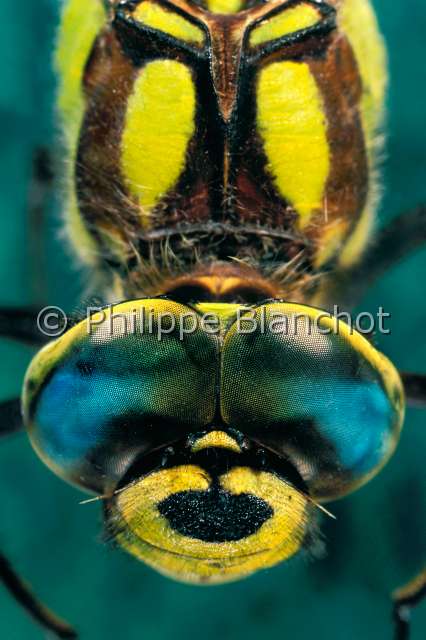 Aeshna cyanea.JPG - in "Portraits d'insectes" ed. SeuilAeshna cyaneaLibelluleAeschne bleueDragonflyBlue darnerOdonataAnisopteraAeshnidaeFrance